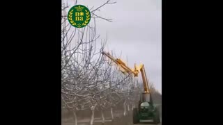 انجام هرس درختان میوه