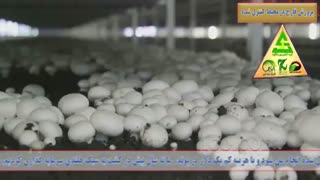 پروش قارچ گروه کشاورزی زانکو