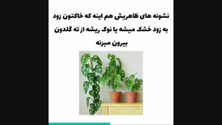 چه زمانی گلدان های گیاهان را تعویض کنیم؟