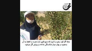نکات مهم چالکود