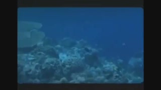 My Mother the Mermaid 2004