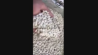 خرید لوبیا سفید عمده