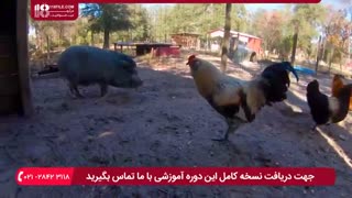 پرورش مرغ تخمگذار محلی :: بهداشت و مراقبت های روزانه