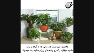 عسک یا سفیدبالک و راهکار مبارزه با آن