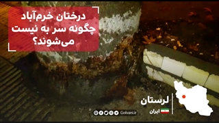 درختان خرم‌آباد چگونه سر به نیست می‌شوند؟