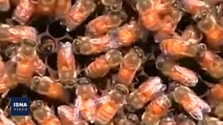 از انتشار سمفونی کیهان تا شباهت زندگی انسان و زنبور