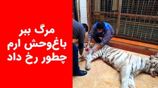 مرگ ببر بنگالی باغ‌وحش ارم چطور رخ داد