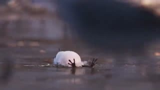 انیمیشن کوتاه - Piper - پایپر