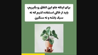 چیکار کنیم آب از زیر گلدون خارج نشه؟