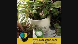 تکثیر بگونیا عروس