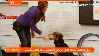 تعلیم دست دادن به سگ خانگی به روشی ساده