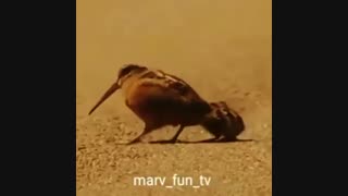 رقص با اهنگ محلی