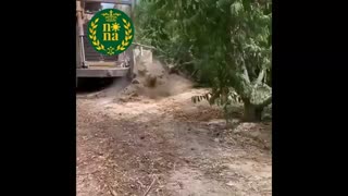 جوان سازی و احیا باغ