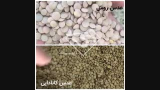 خرید عدس کانادایی و روسی