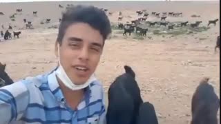 صدای خوب (این چوپان اینقد صداش خوبه که بز هارو تحت تاثیر قرار داده )