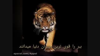 بشتابید