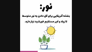 نگهداری بنفشه آفریقایی