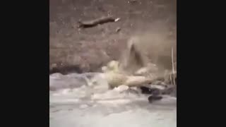 شکار شدن پلنگ توسط کروکودیل