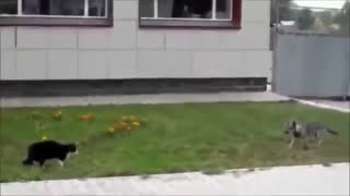 DOGS VS CATS (طنز)