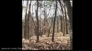 تنها تصویر واقعی از روح (خبر .__.)