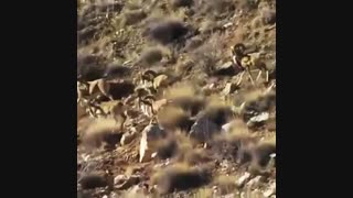 گله های  قوچ اوریال در پارک ملی ساریگل  شهرستان اسفراین استان خراسان شمالی