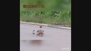 کلیپ طنز_ دابسمش روی اردک