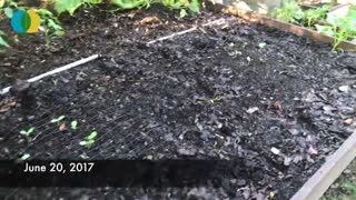 کود برگ چیست؟