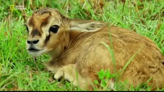 سیاره متخاصم 3