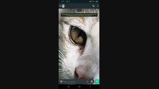 درست کردن ((پیام های ذخیره شده)) در واتساپ