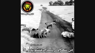 لطفا کانال زیر را دنبال کنین