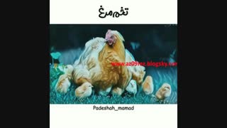 آهنگ اصلی رفت تخم مرغ رفت