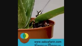 تکثیر-گیاه-آلوئه-ورا