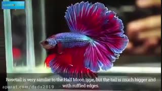 معرفی ماهی زینتی آب شیرین همراه با جزئیات کامل !