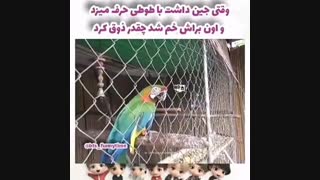 وقتی جین به طوطی سلام کرد و طوطی هم براش تعظیم کرد