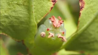 عجیب ترین حیواناتی که تا حالا چیزی ازشون نشنیدید!