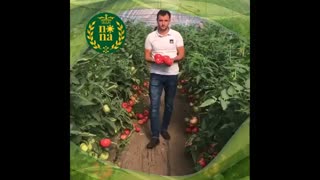 کشت گوجه فرنگی گلخانه ای، ترمه سبز طبیعت
