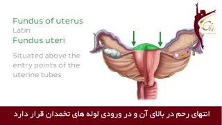 فیلم آناتومی رحم