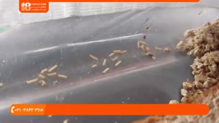 آموزش پرورش و تکثیر میل ورم خوراکی در منزل