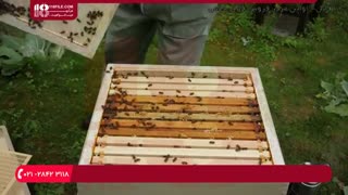 نکات مهم در مورد نگهداری از تخته موم دوز در کندو زنبورداری