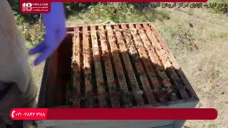 چند نکته مهم در مورد شروع کسب و کار زنبورداری برای تازه کاران