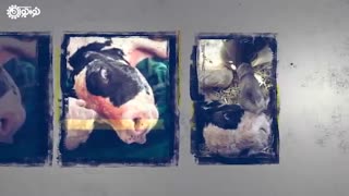 پژوهشگاه رویان مرحوم سعید کاظمی آشتیانی (عم، ایمان، تلاش) Royan Institute