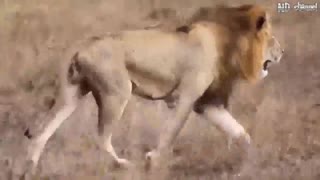 حیوانات وحشی 2020