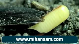 چگونگی نابودی تخم های سرسخت سوسک ها | سم سوسک کش