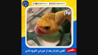 افعی بعد از خوردن کلوچه نادی