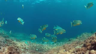 ماهی سرخوی قهوهای (Blubberlip snapper)