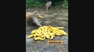 اسباب کشی منزل در اصفهان در nazmbar.com