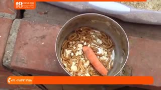 لوازم مورد نیاز برای پرورش کرم میل ورم