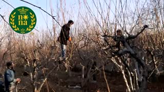 هرس درختان میوه - پروژه باغ شهریار منطقه دهمویز