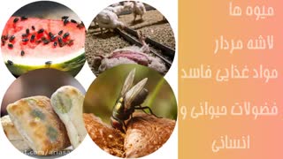 آیا مگس ها روی غذای ما تخم می گذارند؟ | سم قوی برای دفع تخم مگس