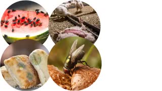 مگس ها و انتقال بیماری های کشنده | سم قوی برای نابودی انواع مگس خانگی